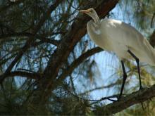 White egret