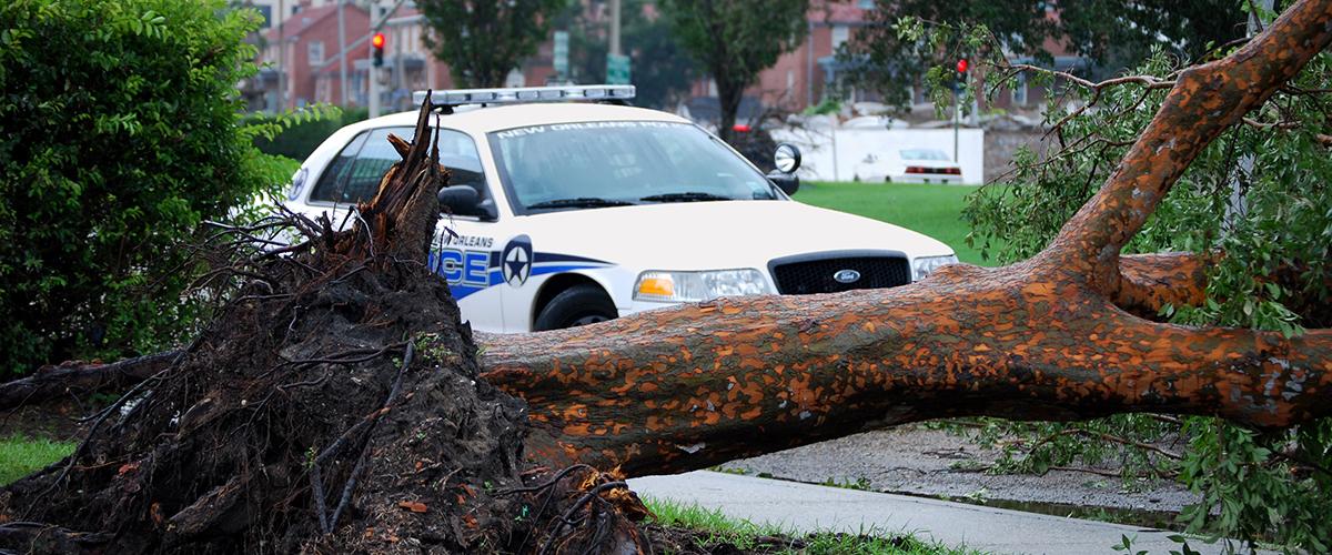 police car behind fallen tree in road