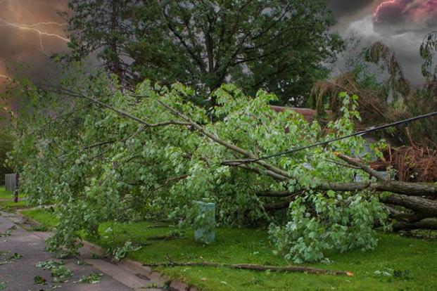 Fallen trees on power line