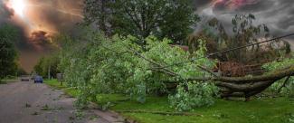 Fallen trees on power line